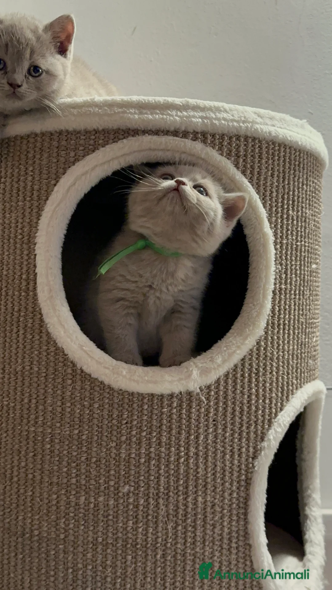 Immagine della galleria {{count}}