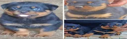 Rottweiler cani in vendita: Allevamento Rottweiler  - Annuncio 10