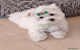 Maltese cani in vendita: Maltese  a Ente di decentramento regionale di Udine - Immagine 2