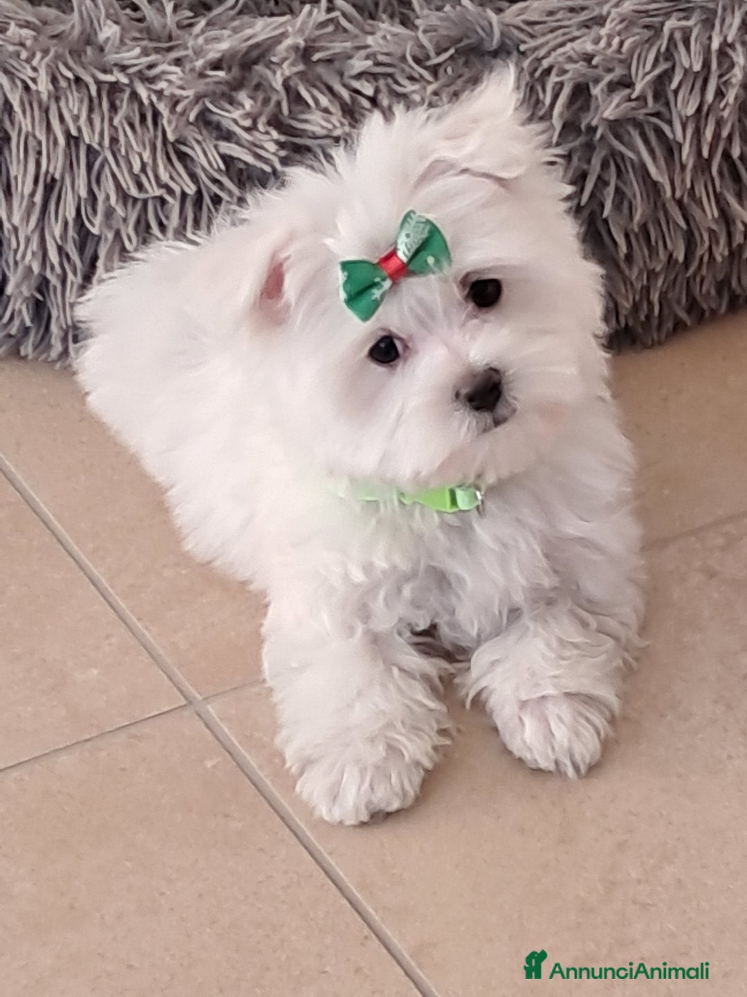 Maltese cani in vendita: Maltese  a Ente di decentramento regionale di Udine - Immagine 2