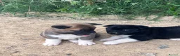 Akita Americano cani in vendita: Cuccioli di Akita  - Annuncio 3