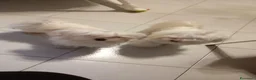 Maltese cani in vendita: Maltese linea coreana  - Annuncio 6