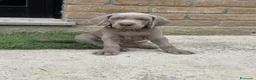 Weimaraner cani in vendita:  CUCCIOLI DISPONIBILI di Weimaranner  - Annuncio 7