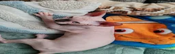 Sphynx gatti in vendita: Disponibili splendidi cuccioli di Sphynx ✨ - Annuncio 20
