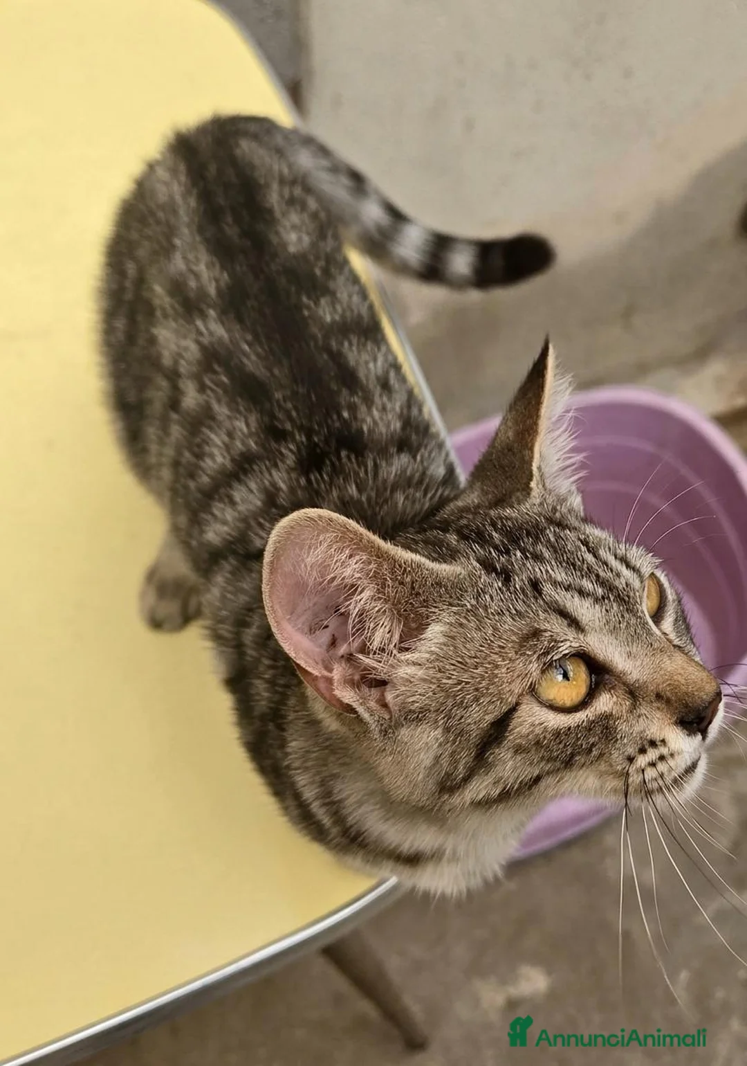 Europeo gatti in regalo: 2 gattini cercano casa - Annuncio 2