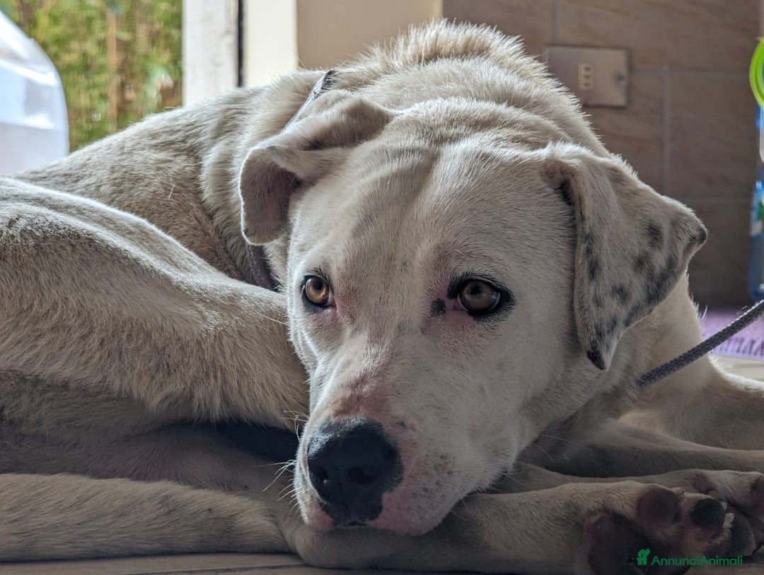 Meticcio cani in regalo: PIMPA  a Provincia di Padova - Annuncio 3