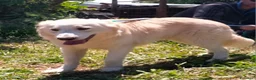 Meticcio cani in regalo: TACO CUCCIOLO MIX GOLDEN  a Provincia di Varese - Annuncio 4