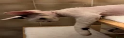 Devon Rex gatti in vendita: Cucciolo Devon rex  - Annuncio 2
