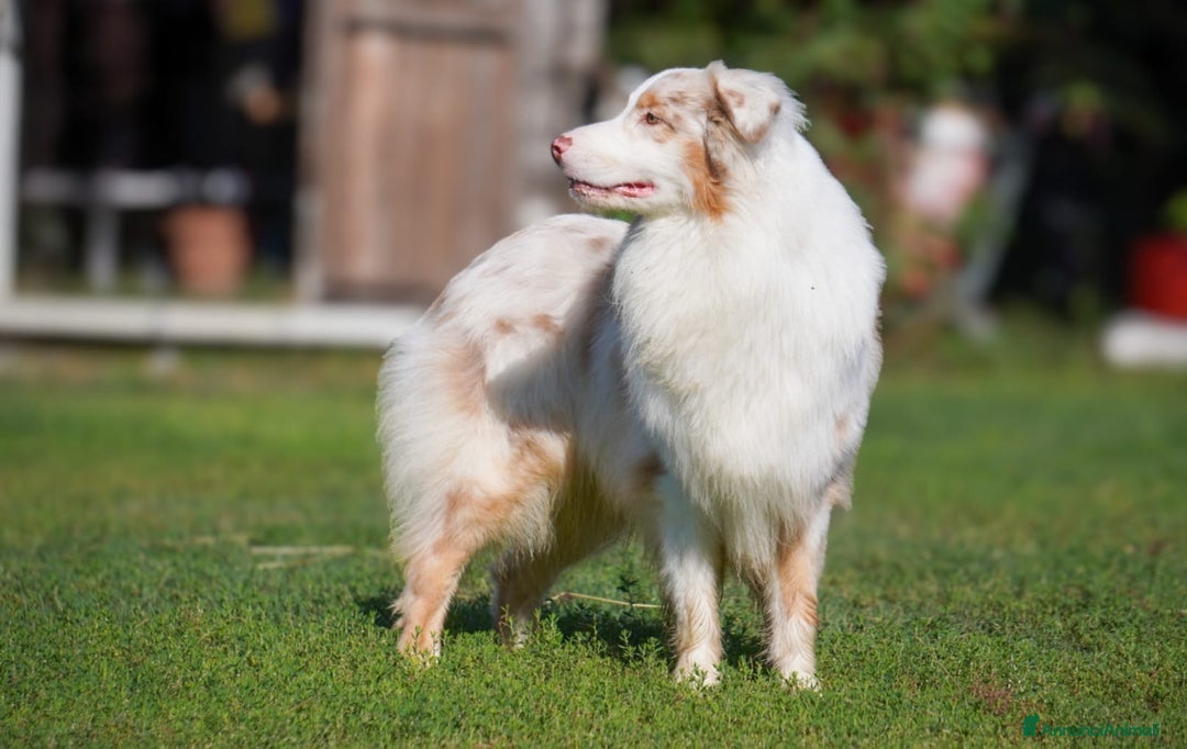 Australian Shepherd cani per accoppiamento: Australian Shepherd - Annuncio 2