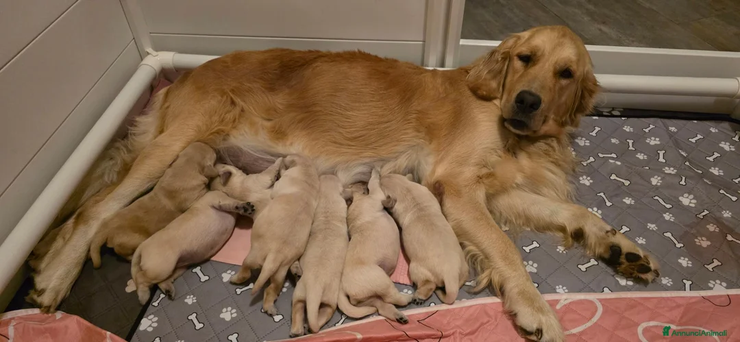 Golden Retriever cani in vendita: Cuccioli Golden Retriever a Provincia di Savona - Annuncio 1