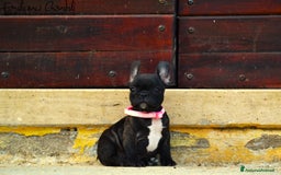 Bulldog Francese cani in vendita: Femmina bringee bouledogue francese  - Immagine 9