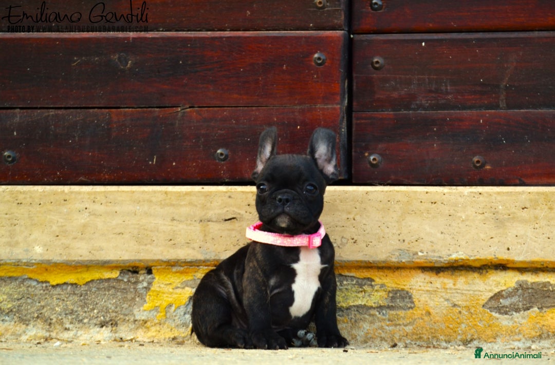 Bulldog Francese cani in vendita: Femmina bringee bouledogue francese  - Immagine 9