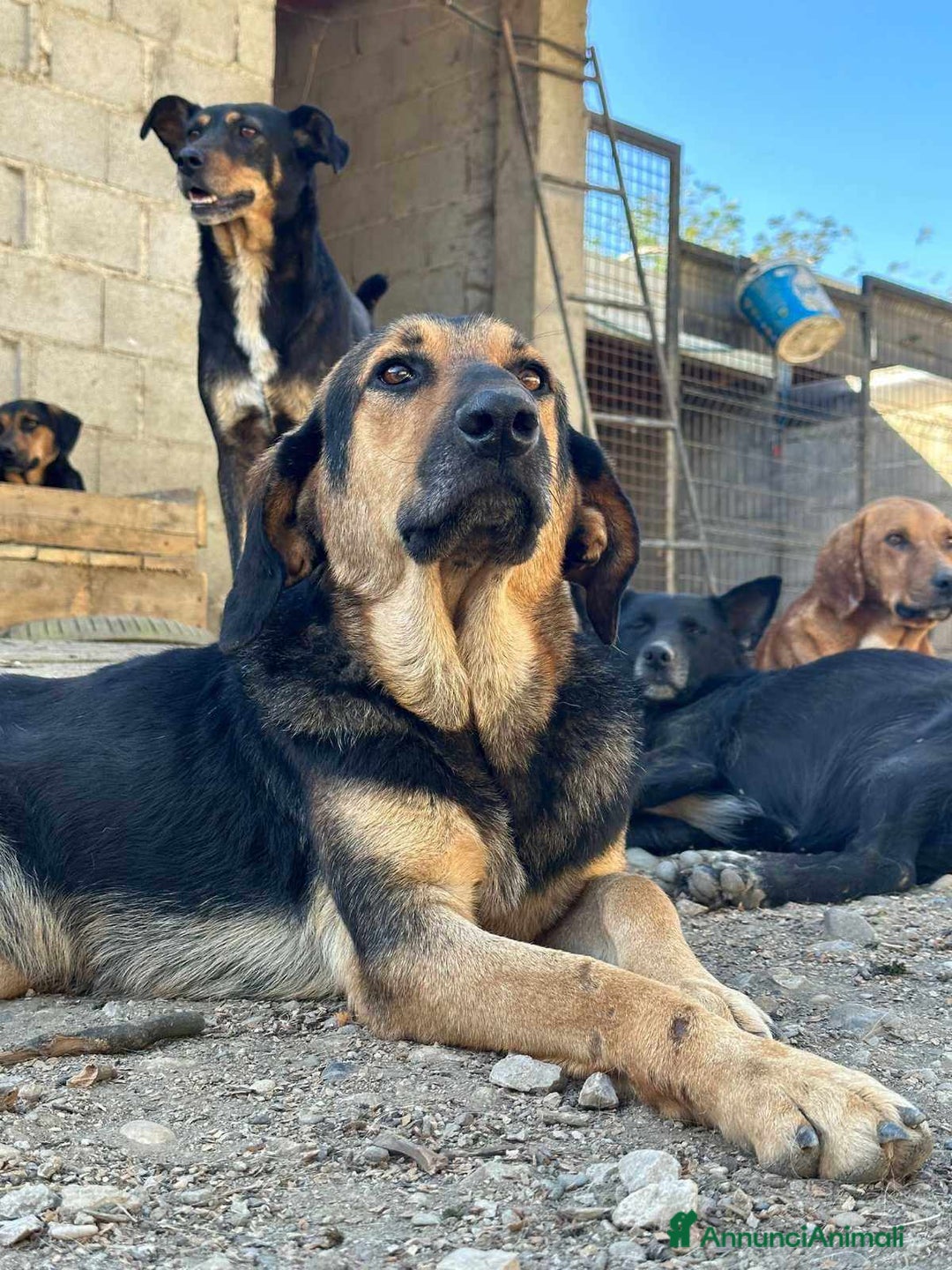Meticcio cani in regalo: AISHAN, dimenticato da tutti! - Annuncio 3