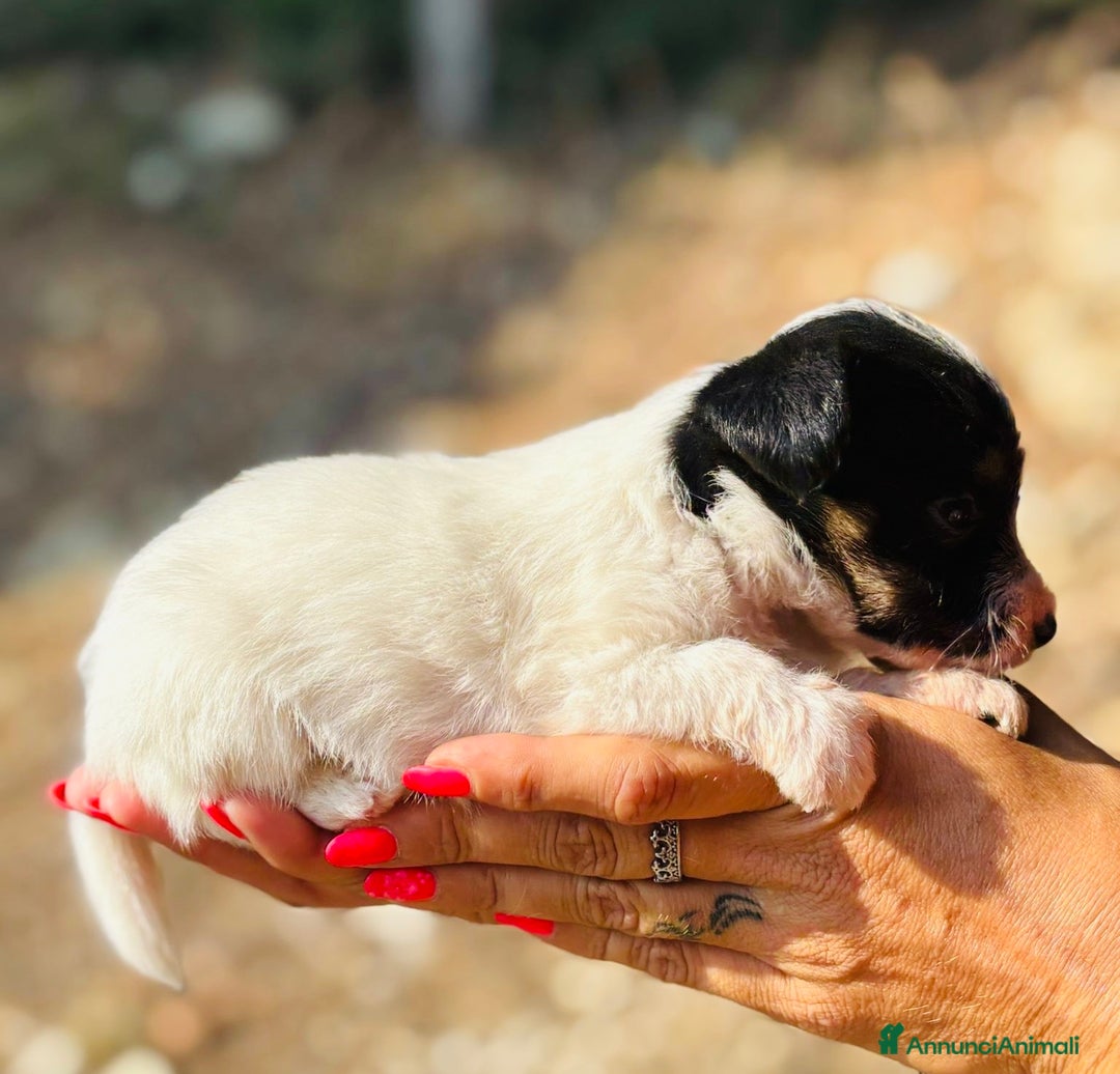 Jack Russell cani in vendita: Jack Russell pelo broken/ruvido a Calenzano - Immagine 27