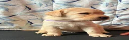 Labrador cani in vendita: Cuccioli Labrador Retriever  a Ente di decentramento regionale di Udine - Annuncio 4