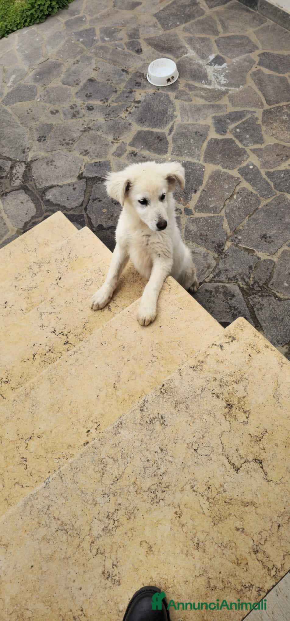 Altre razze cani NEVE  - Annuncio 2