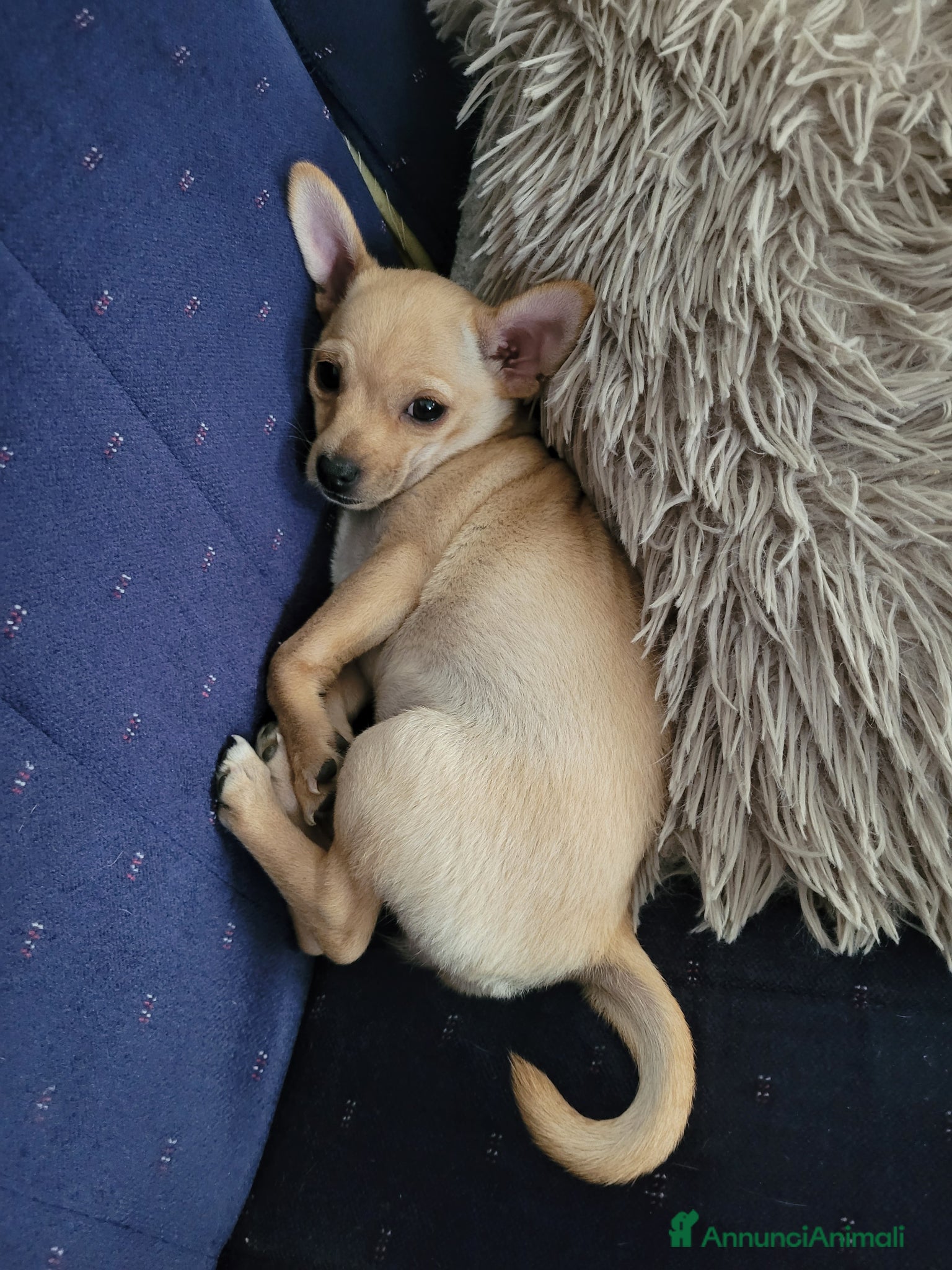 Russkiy Toy cani in vendita: russkiy toy in vendita - Annuncio 1