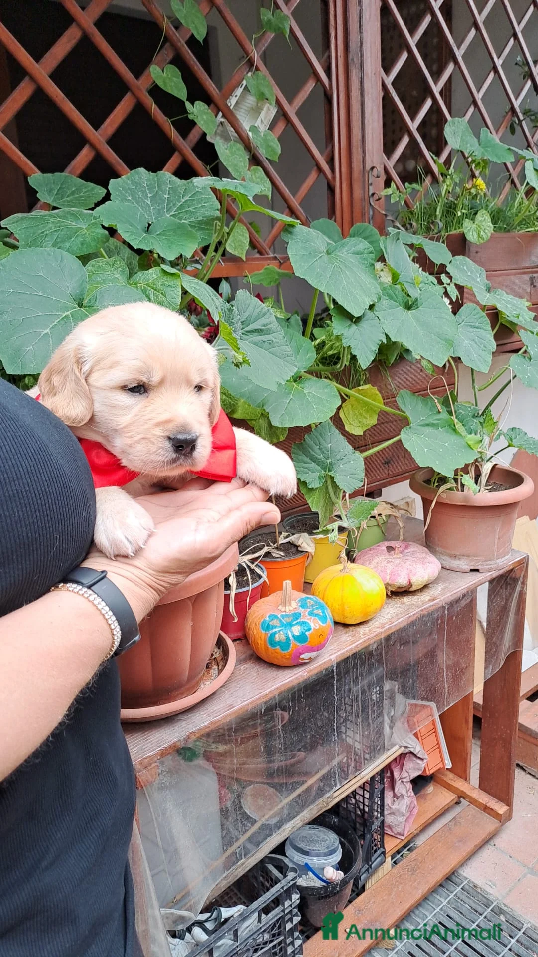 Golden Retriever cani in vendita: Splendidi golden Retriever angloamericani a Città metropolitana di Roma Capitale - Annuncio 2