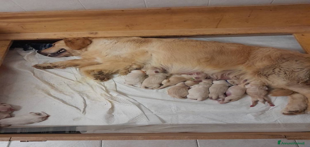 Immagine della galleria {{count}}