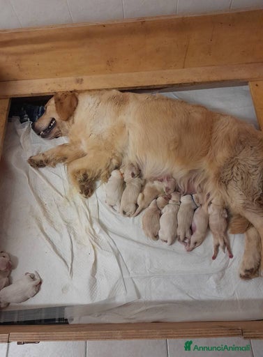 Immagine della galleria {{count}}