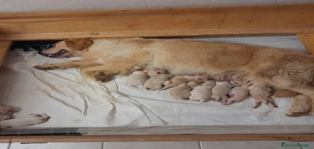 Immagine della galleria {{count}}