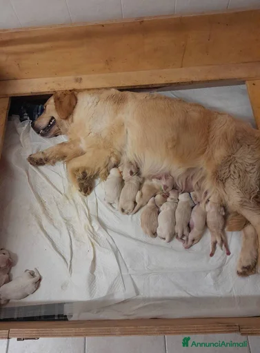 Immagine della galleria {{count}}