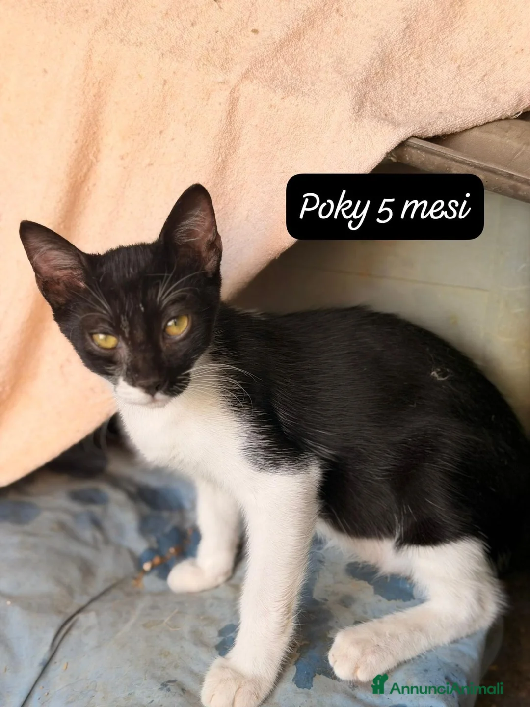 Europeo gatti in regalo: Urgenti famiglie per questi gattini  a Provincia di Monza e della Brianza - Annuncio 10