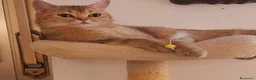 Scottish gatti in vendita: Splendidi cuccioli Scottish Straight – Modena - Annuncio 2