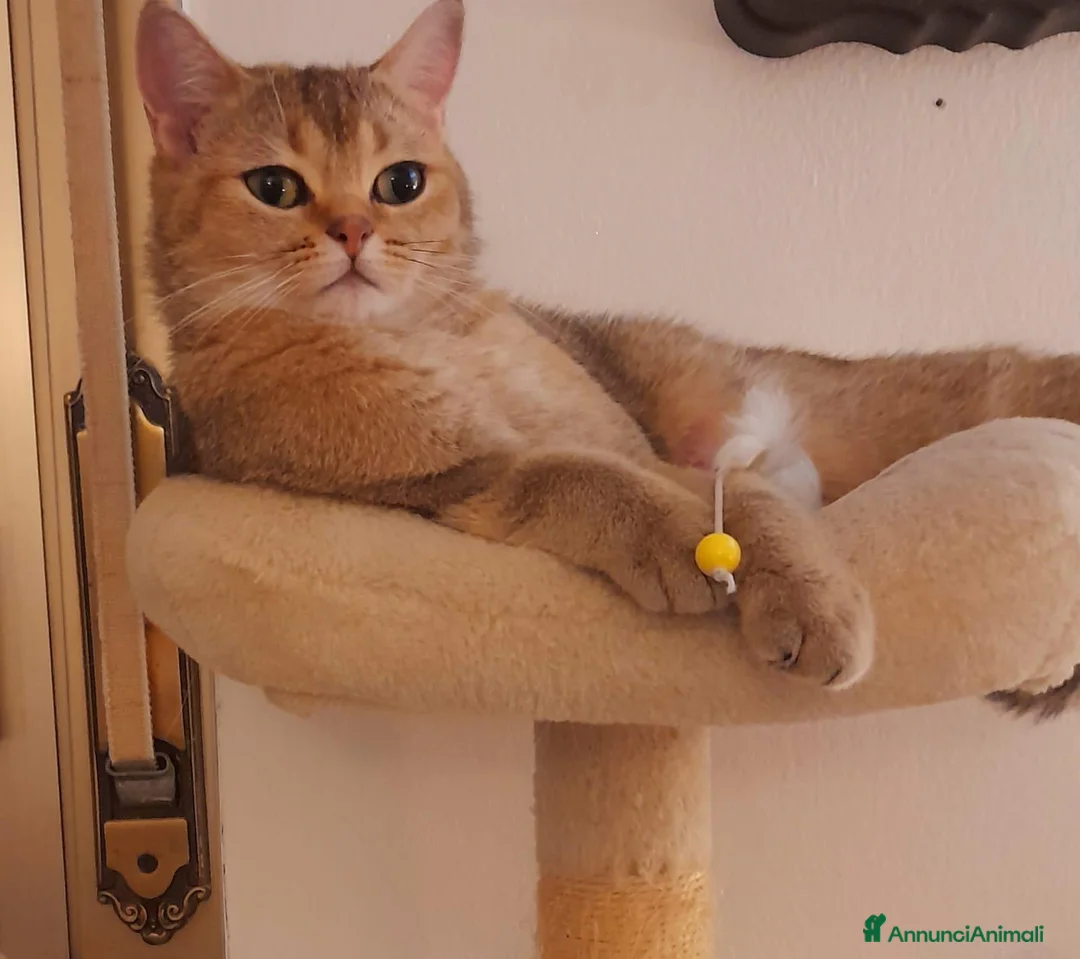 Scottish gatti in vendita: Splendidi cuccioli Scottish Straight – Modena - Annuncio 2