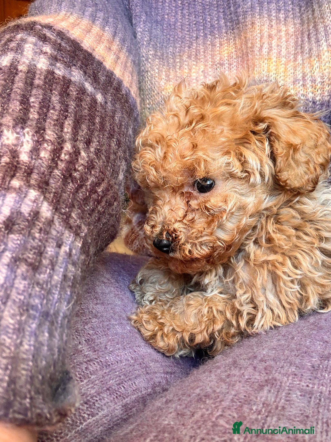 Barboncino Toy cani in vendita: Barboncino Toy  - Annuncio 6