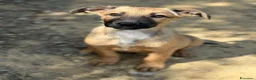 Pastore Belga cani in regalo: 5 splendidi mix PASTORINI BELGA di 3 MESI!  - Annuncio 3