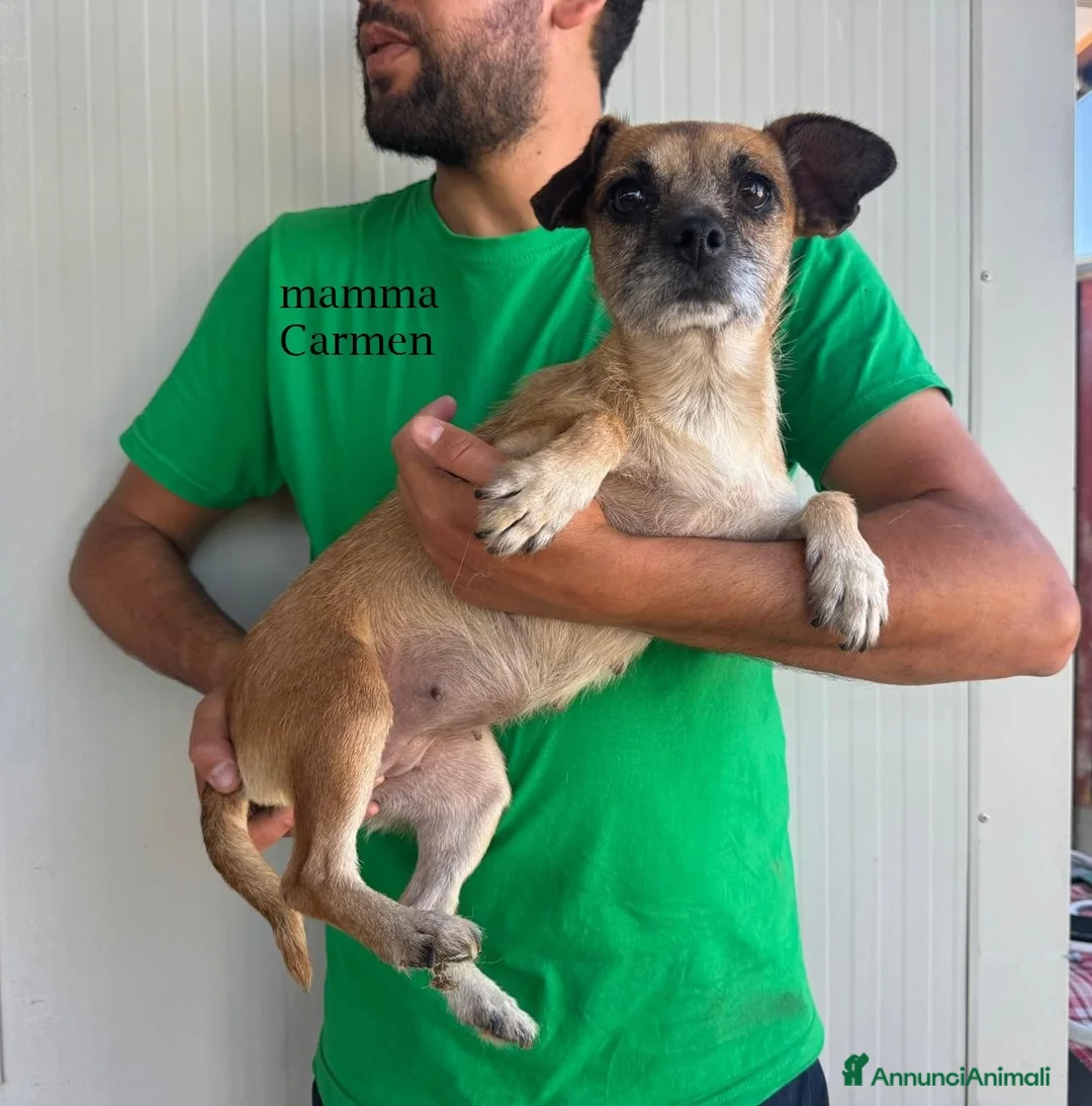 Meticcio cani in regalo: CUCCIOLA TG P - Annuncio 2