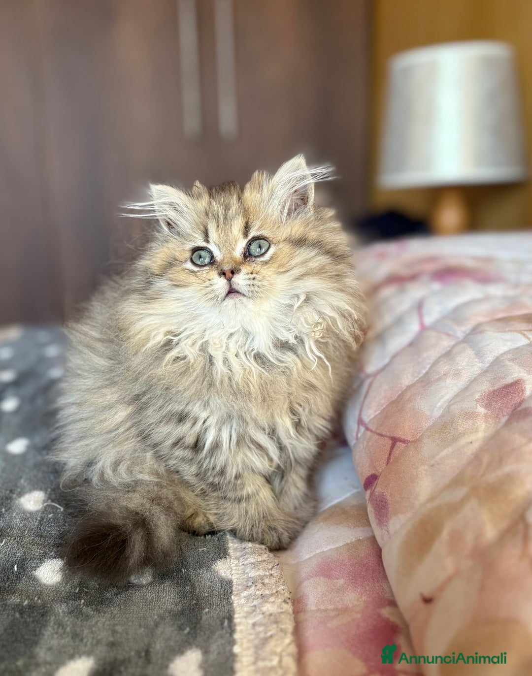 Persiano gatti in vendita: Dolcissima femmina di persiano - Annuncio 2