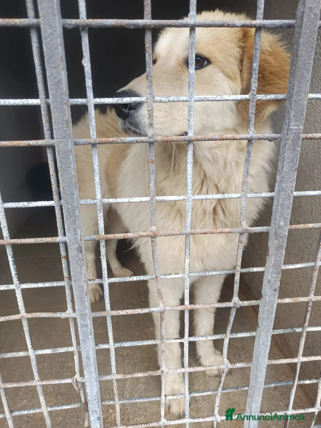 Meticcio cani in regalo: BUDDY - Annuncio 4