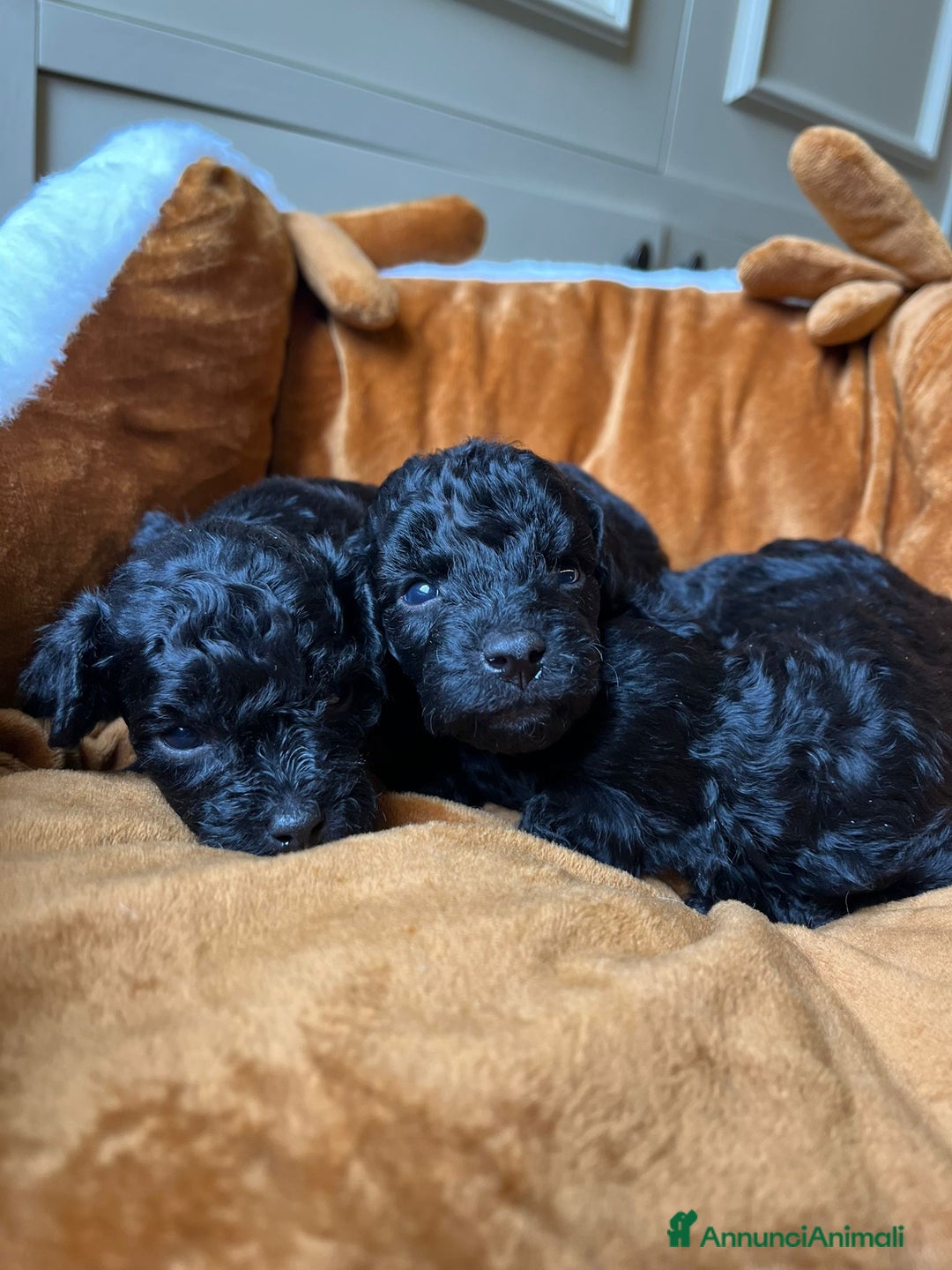 Barboncino cani in vendita: Disponibili Cuccioli di Barboncino Nano  - Annuncio 3