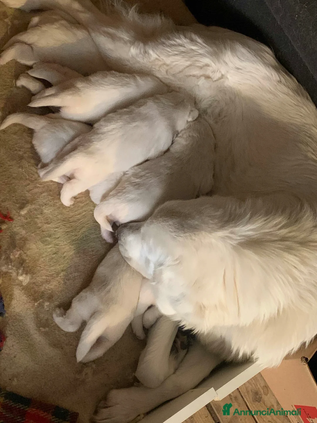 Pastore Maremmano cani in vendita: Cuccioli Pastore Maremmano Abruzzese - Annuncio 8