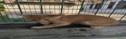 Meticcio gatti in regalo: Regalo gattini ad Alba - Annuncio 5