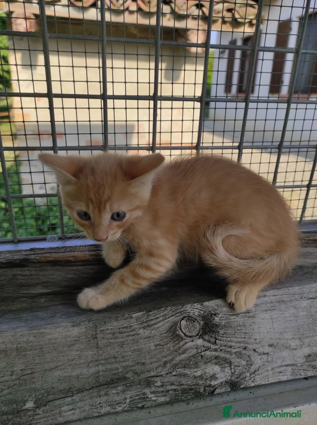 Meticcio gatti in regalo: Regalo gattini ad Alba - Annuncio 5