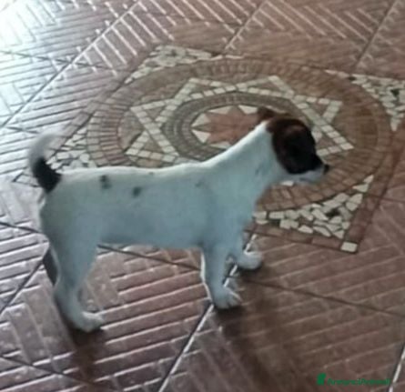 Jack Russell cani Cucciolata Jack Russelle Terrier con Pedigree - Annuncio 12