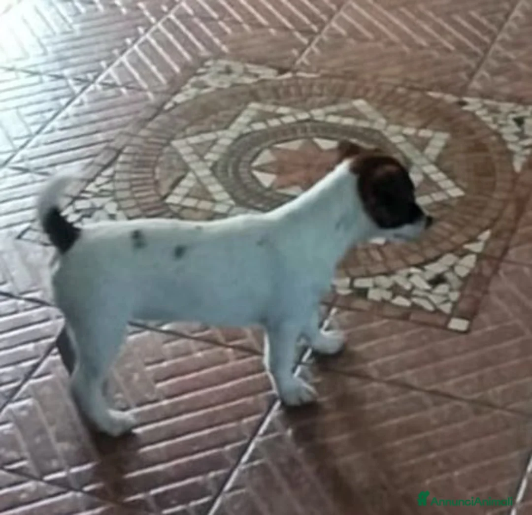 Jack Russell cani in vendita: Cucciolata Jack Russelle Terrier con Pedigree - Annuncio 1
