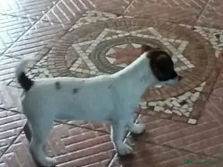 Jack Russell cani Cucciolata Jack Russelle Terrier con Pedigree - Annuncio 12