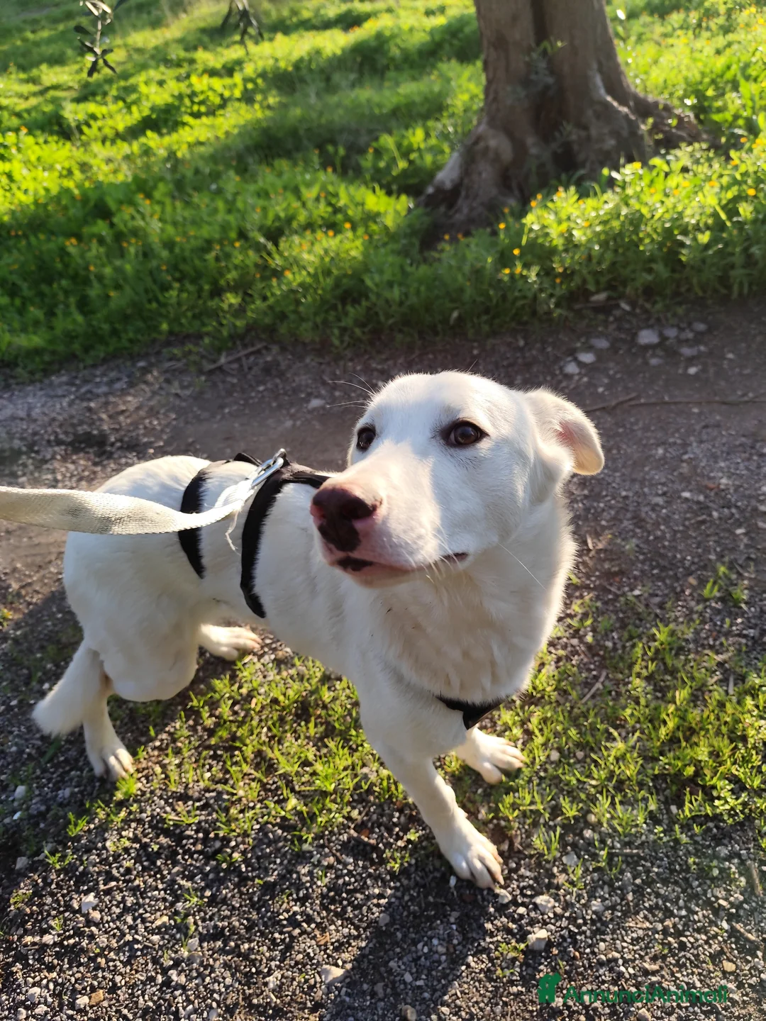 Meticcio cani in regalo: Cuccioli Taglia Media in Regalo - Annuncio 4