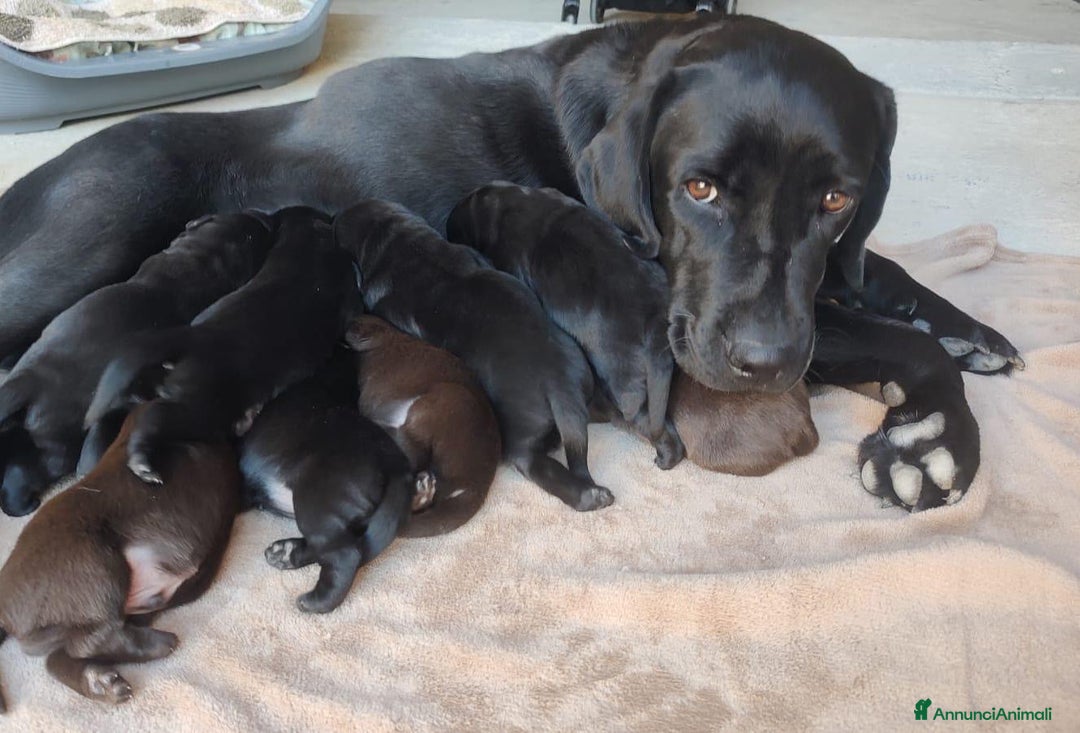 Labrador cani in vendita: Cuccioli Labrador Retriever - Annuncio 1