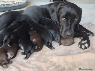 Labrador cani Cuccioli Labrador Retriever - Annuncio 2