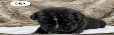 Cane Corso 9