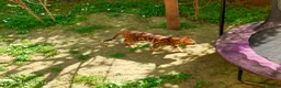 Bengala gatti in vendita: Gatto del Bengala Maschio  - Annuncio 2