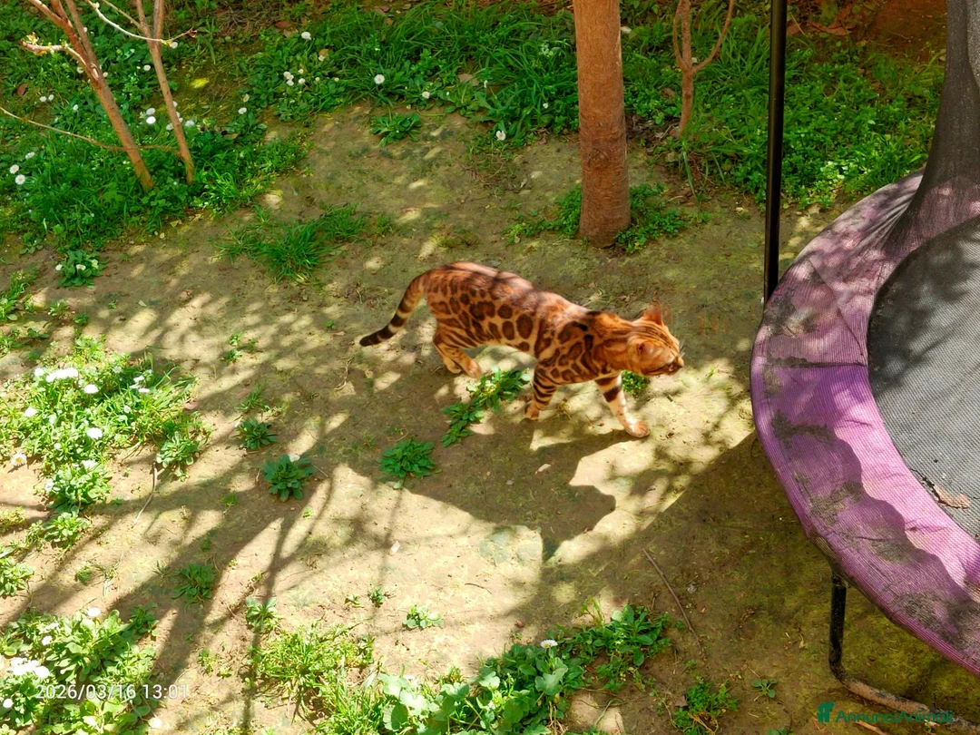 Bengala gatti in vendita: Gatto del Bengala Maschio  - Annuncio 2