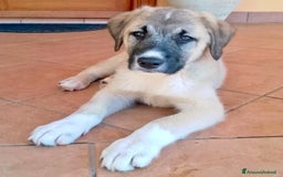 Pastore dell’Anatolia cani in regalo: Adozione splendido cucciolo 3 mesi taglia grande a Città Metropolitana di Torino - Immagine 2