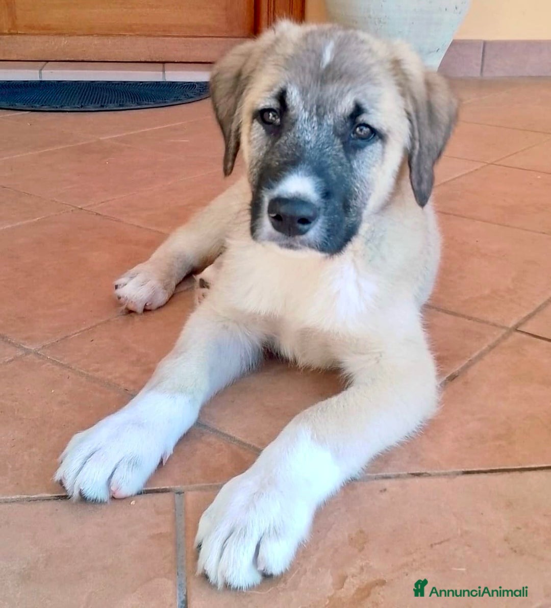 Pastore dell’Anatolia cani in regalo: Adozione splendido cucciolo 3 mesi taglia grande a Città Metropolitana di Torino - Immagine 2