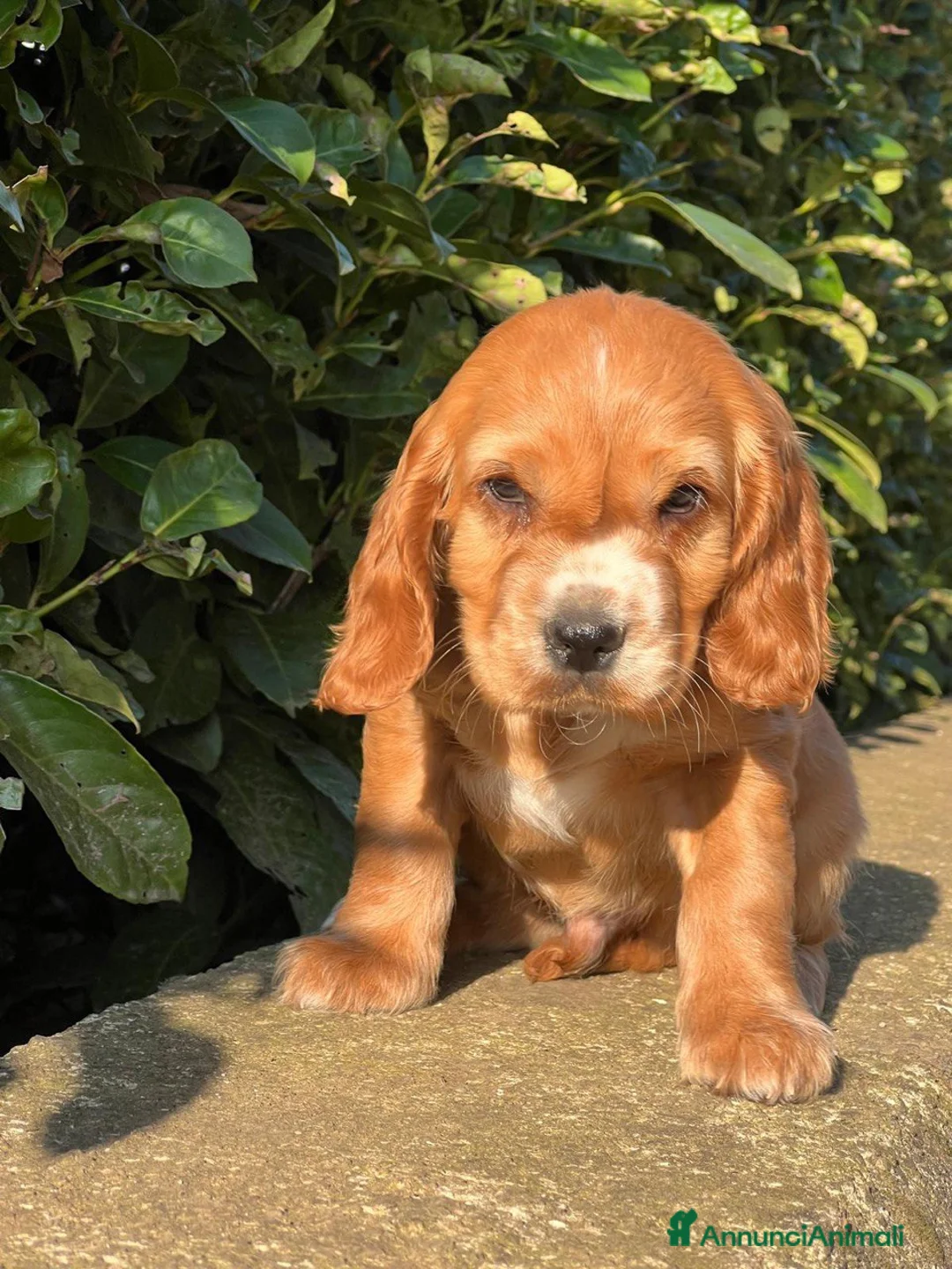 Cocker cani in vendita: Cucciolo Cocker Spaniel maschio fulvo – 3 mesi - Annuncio 2